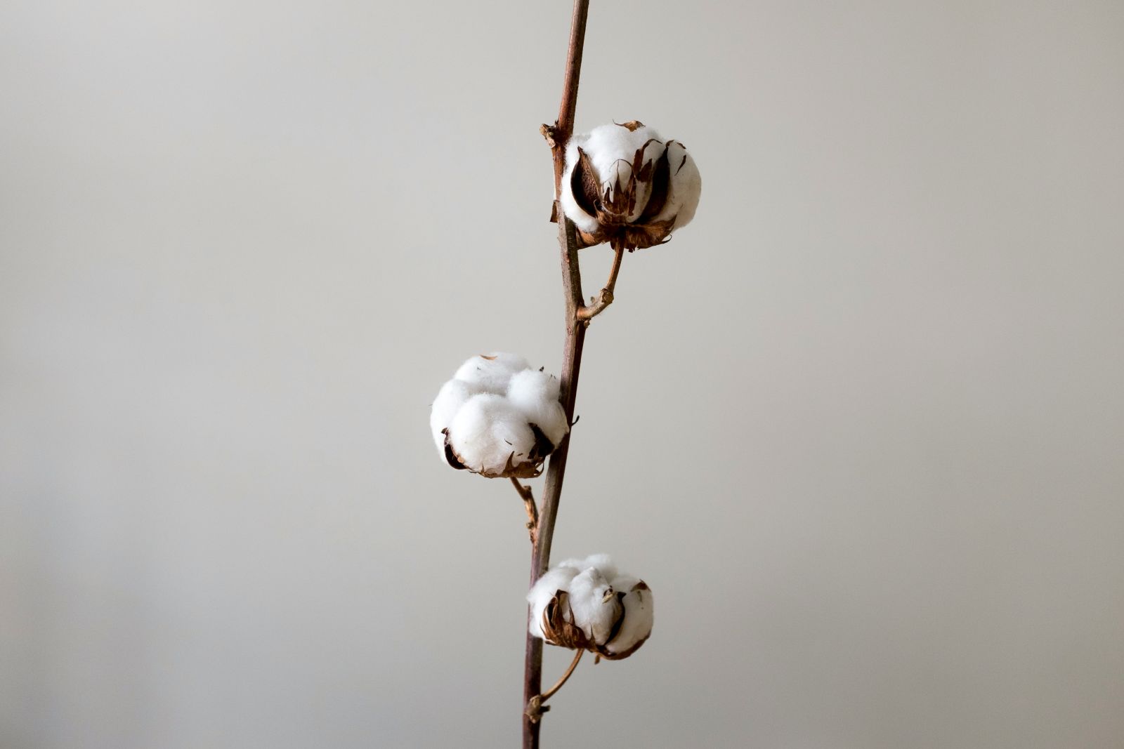 cotton on stem by Mykola Kolya Korzh via Unsplash